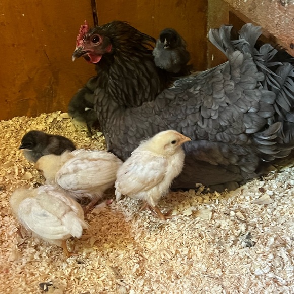 Meet your Posher, Danyell - Picture 5 of 6